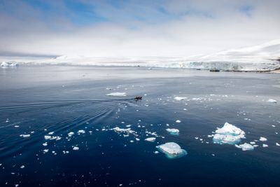 Antarctic Krill Decline Linked to Ocean Warming and Sea Ice Loss