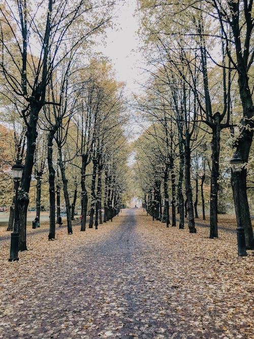 Photo of Pathway Near Trees