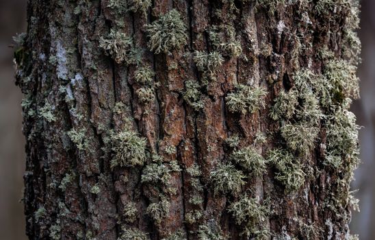 grey green lichen bark