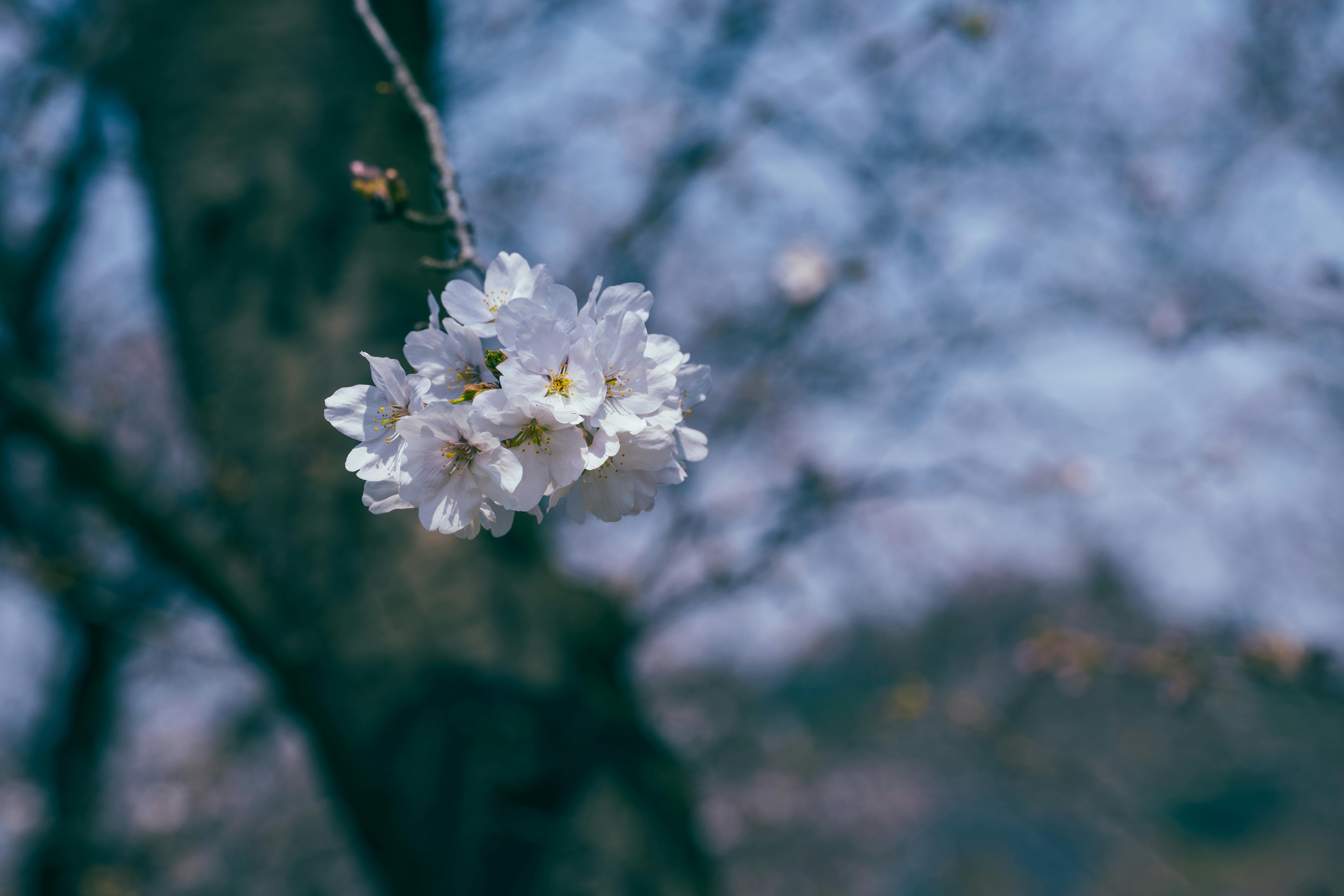 Delicate white cherry blossoms bloom on a tree branch in springtime.