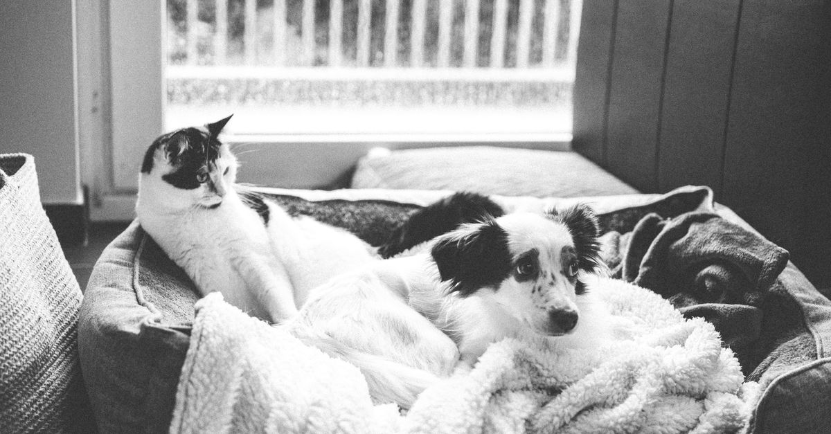 10 Essential Tips for Creating a Pet-Friendly Home