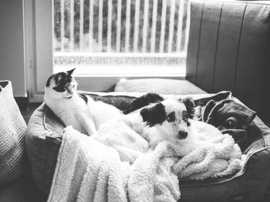 Black and white photo of a cat and dog cuddling on a pet bed indoors by a window.