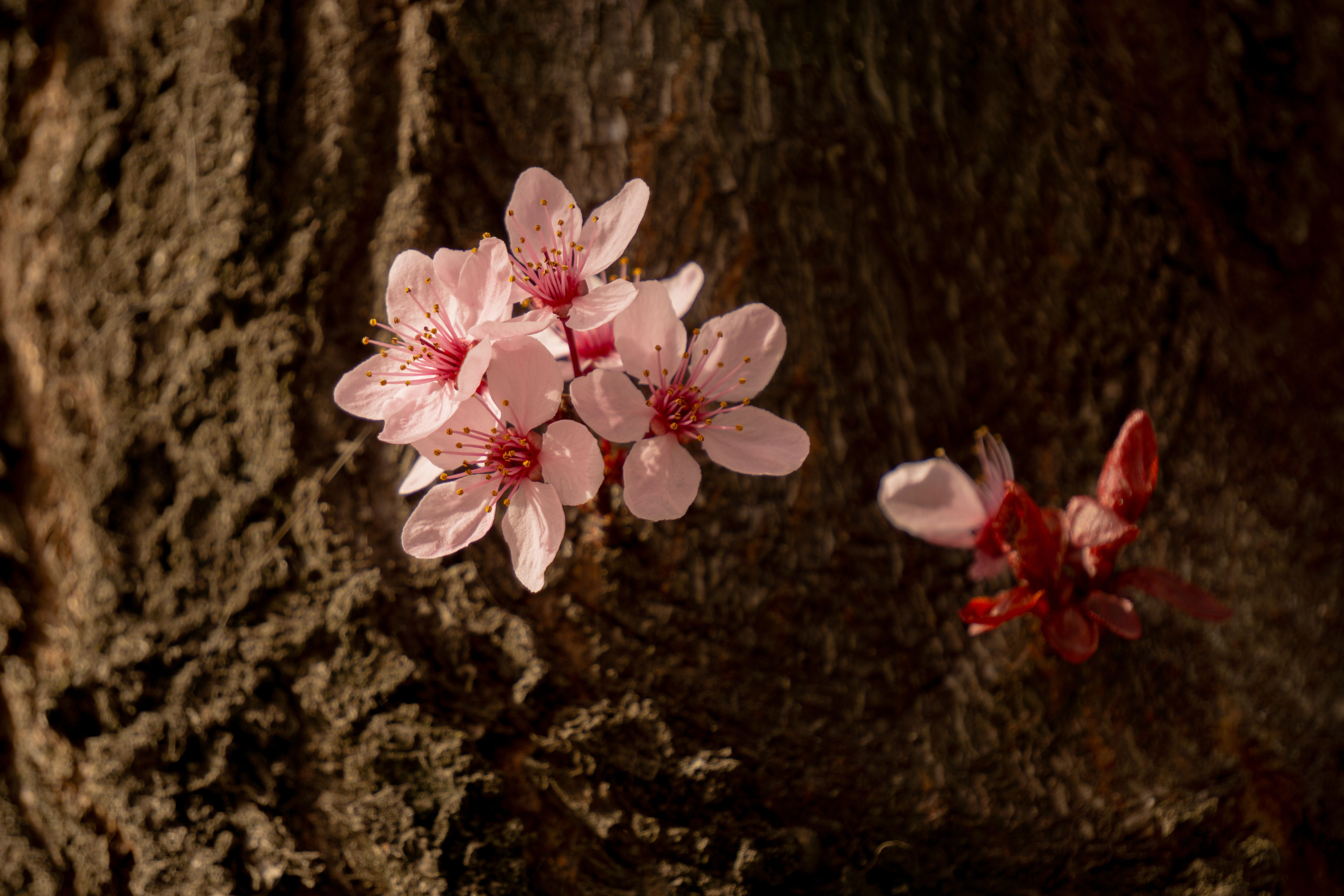 Close-Up of Pink Cherry Blossoms on Tree Trunk · Free Stock Photo