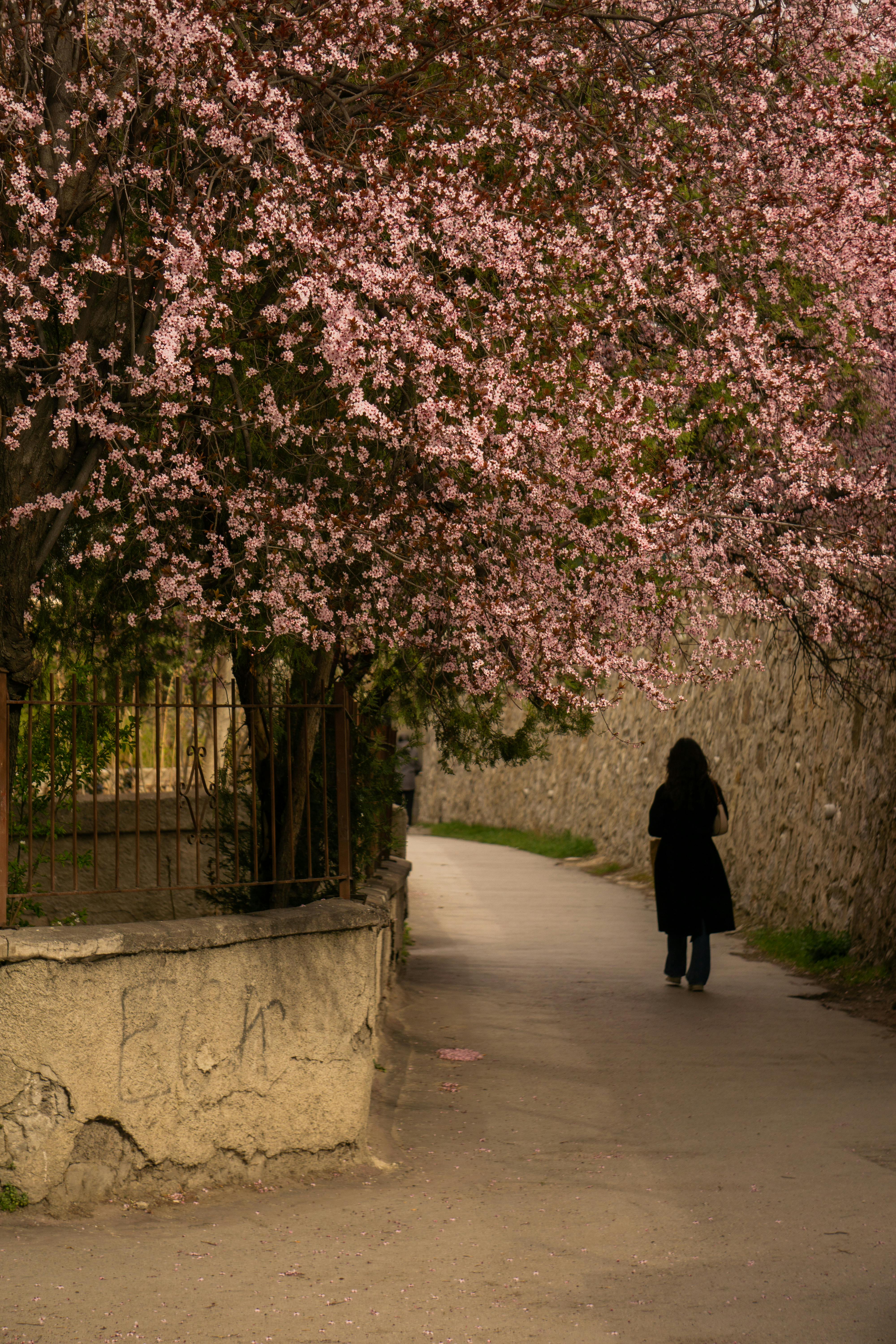 A peaceful walkway adorned with vibrant pink cherry blossoms creates a serene spring atmosphere.