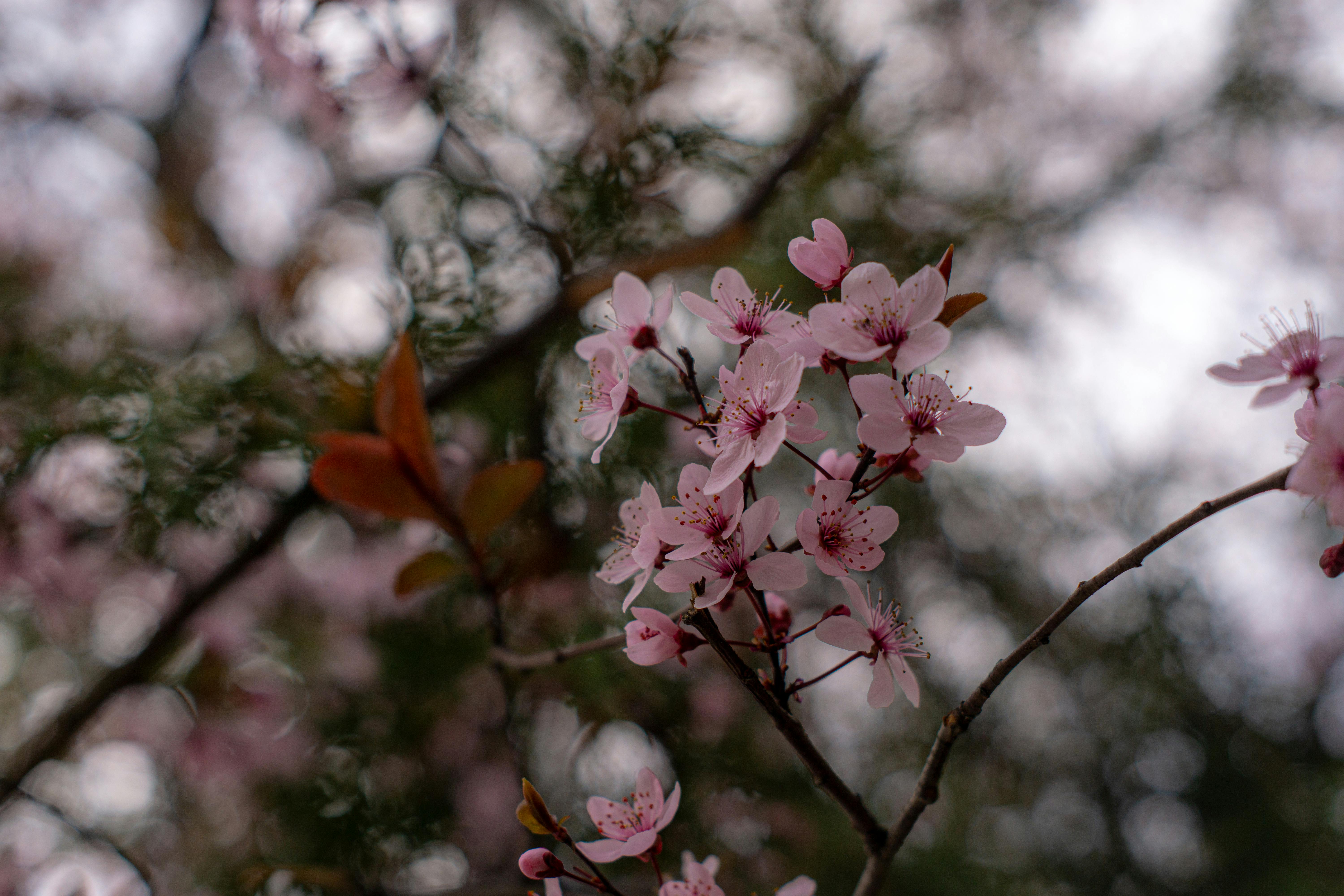 Close-up of pink cherry blossoms in full bloom during spring, showcasing delicate petals and natural beauty.