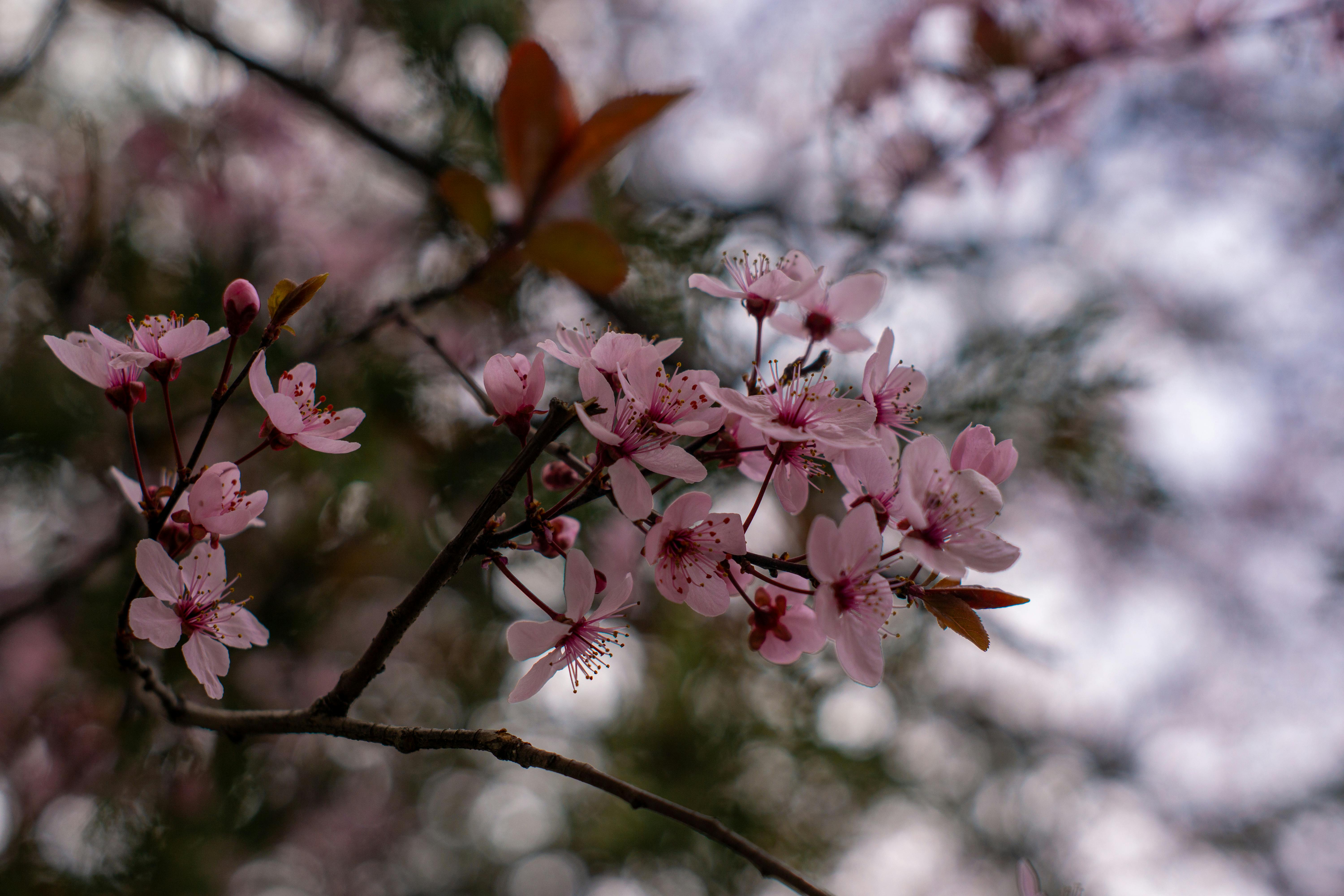 A detailed view of pink cherry blossoms with a blurred background, captured in spring.
