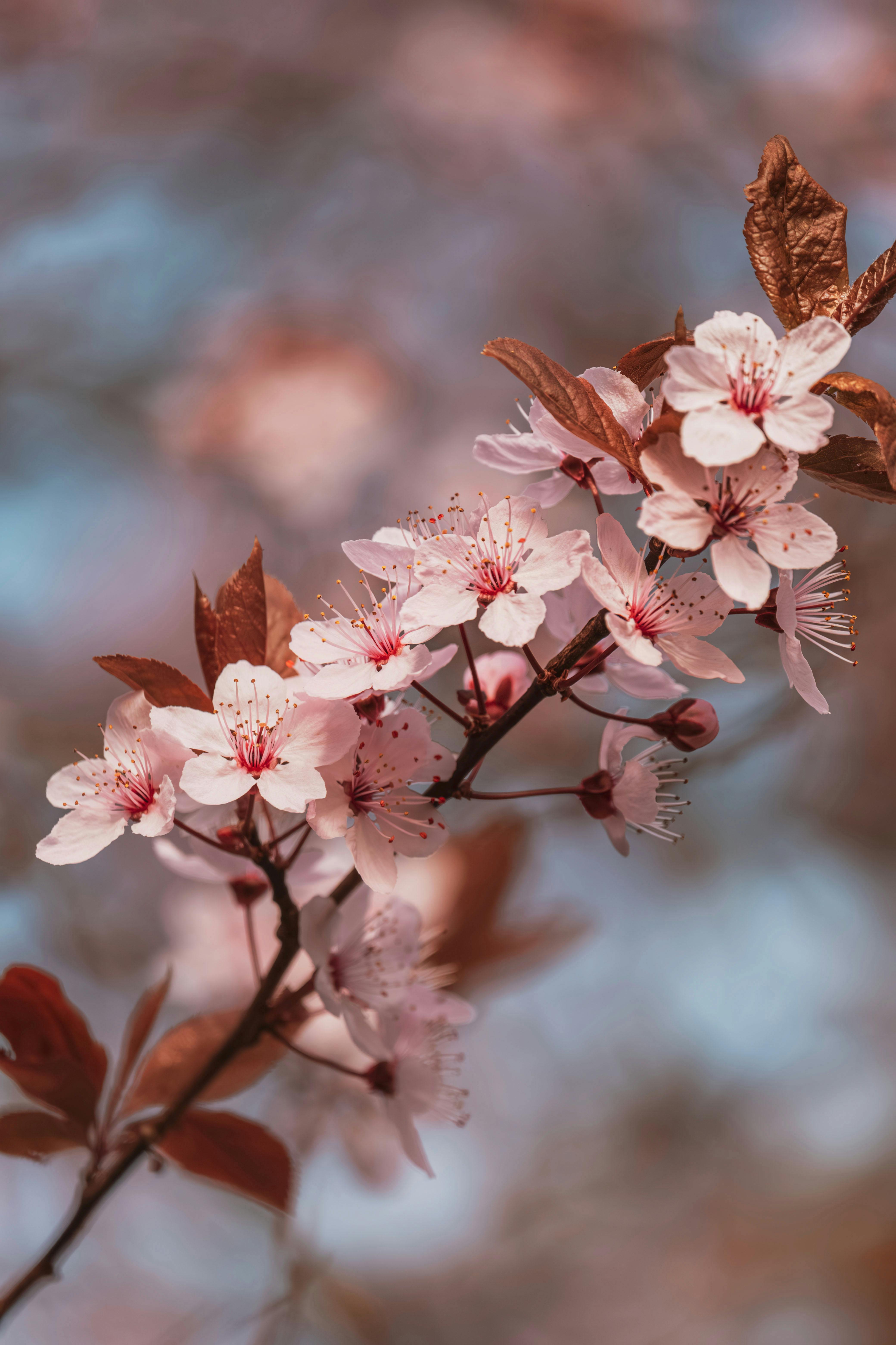 Captivating cherry blossoms in full bloom, showcasing nature's beauty in spring.
