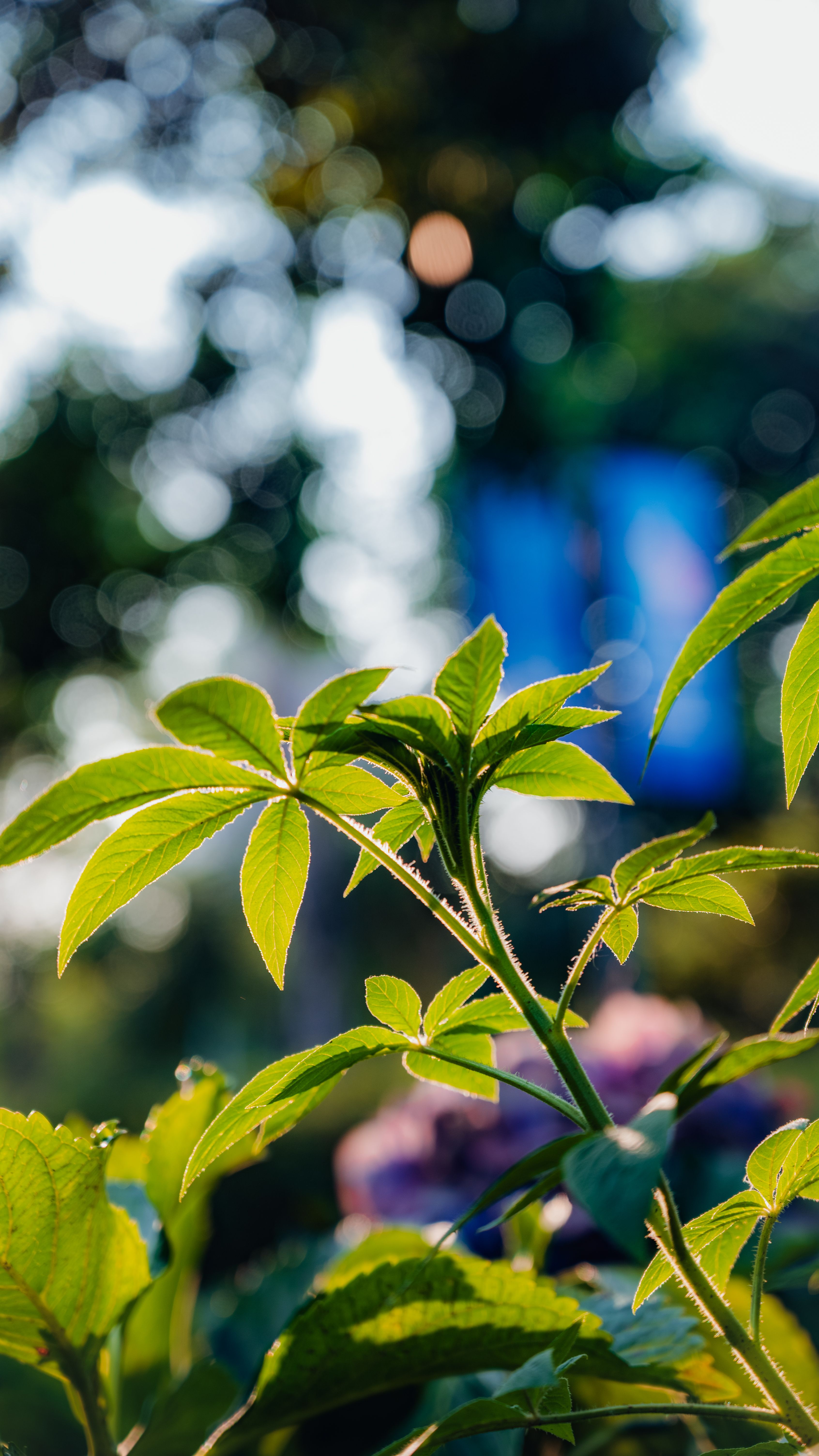 Vibrant green leaves in focus against a blurred bokeh background with natural lighting in Taipei, Taiwan.