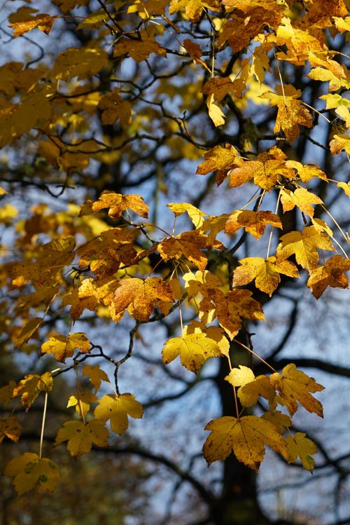 Free Bright golden maple leaves in a Norway forest during autumn, showcasing natural beauty. Stock Photo