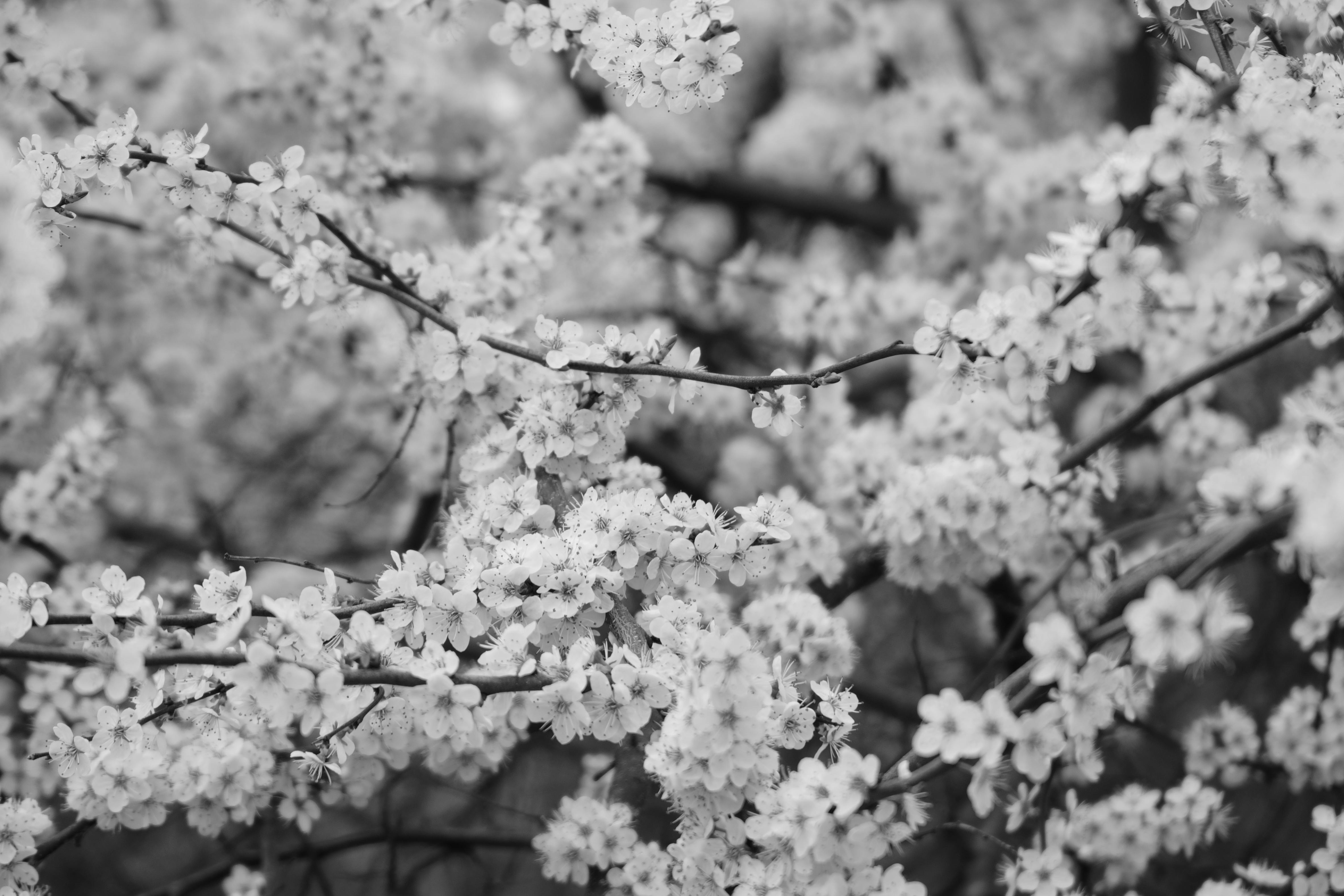 A serene black and white image of cherry blossoms capturing the essence of spring.