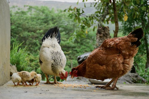 Brown and White Chickens on Gray Concrete Floor