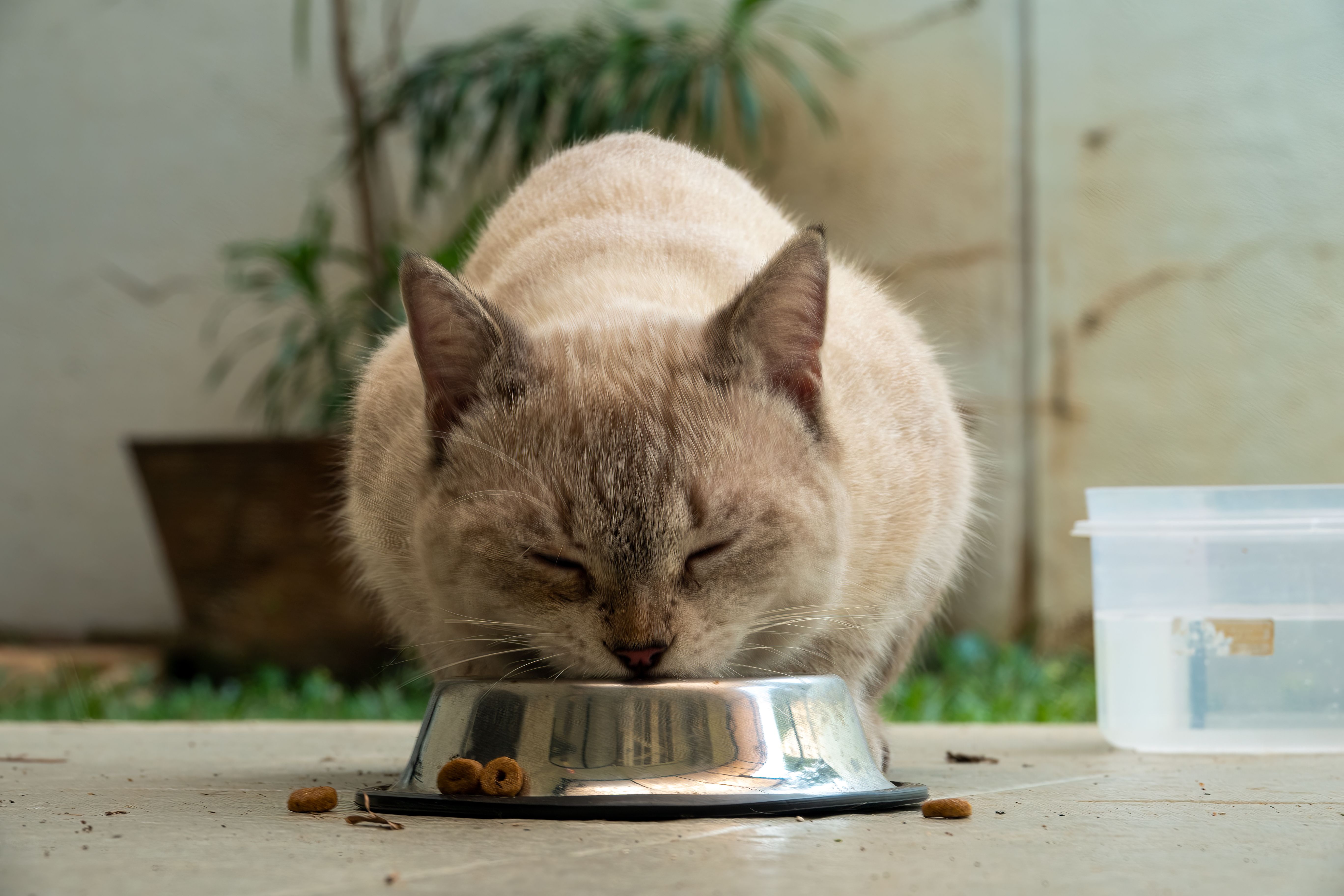 Cat Food With More Fiber: What Vets Actually Recommend (2026) Reading cat food label — guaranteed analysis and fiber content verification 2026