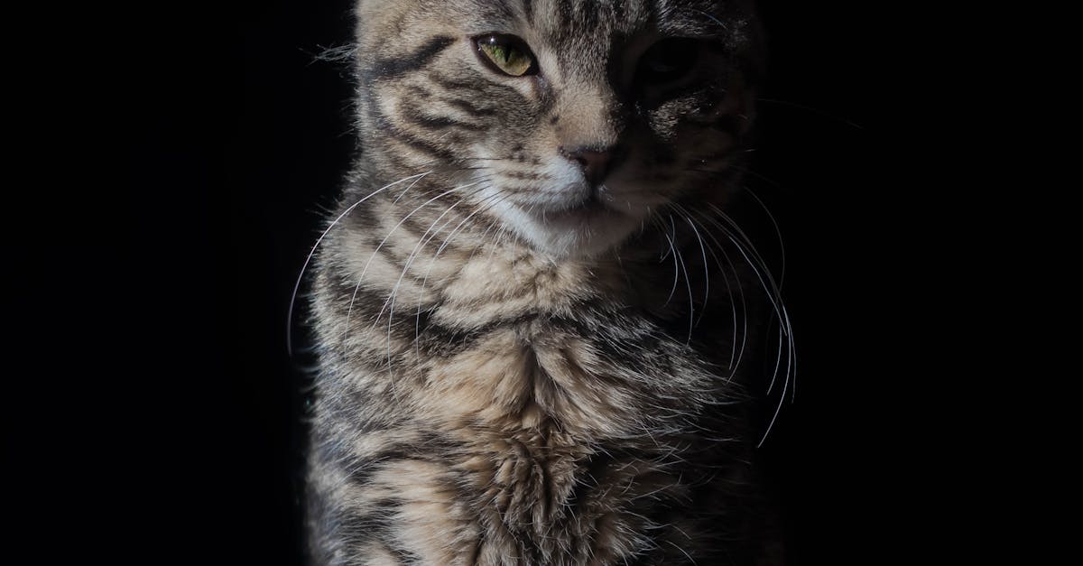 Why do cats stare at you when they poop