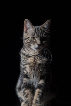 一只可爱的虎斑猫在明亮灯光下的黑暗环境中特写