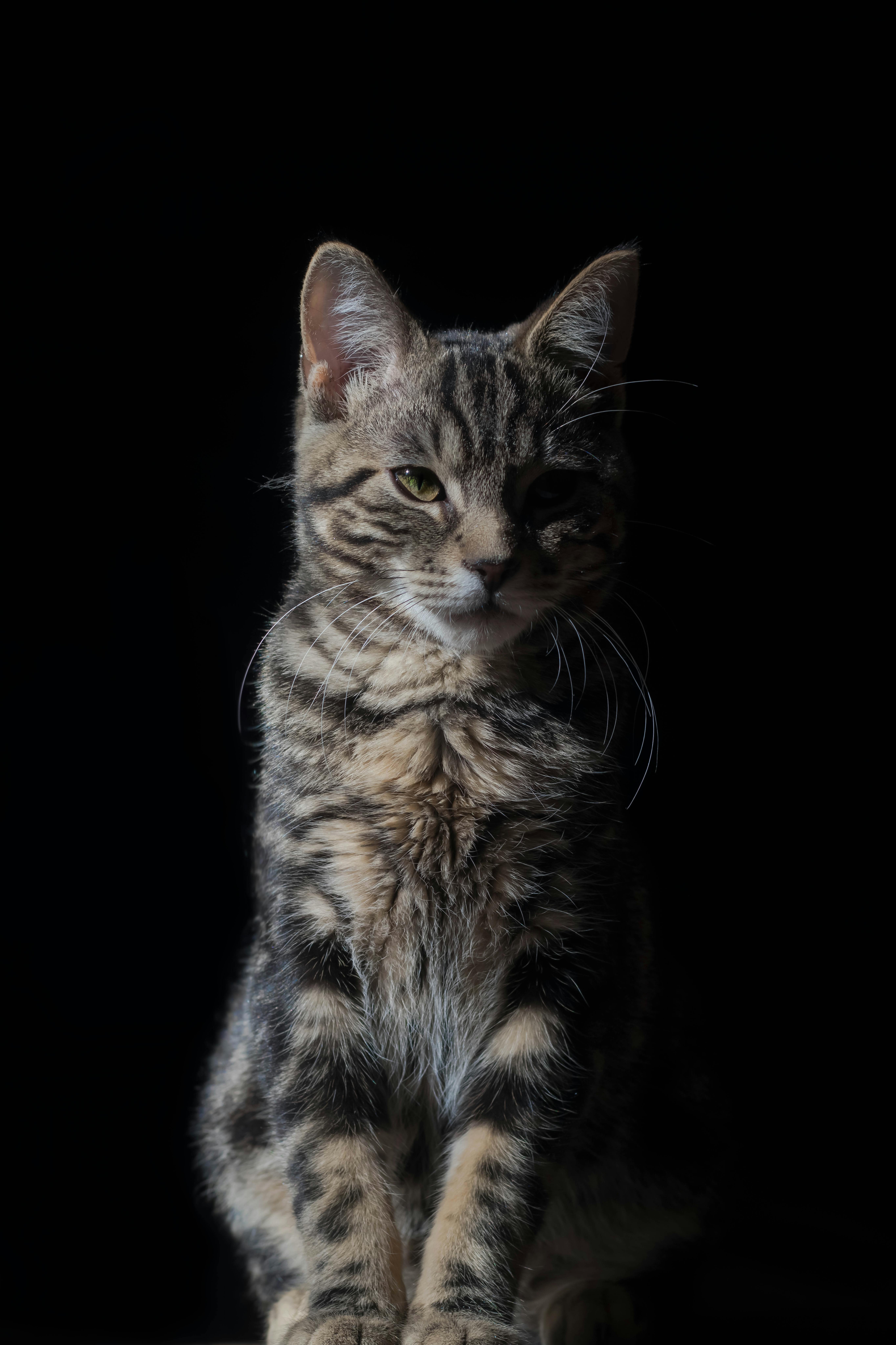 Cat Against Black Background · Free Stock Photo
