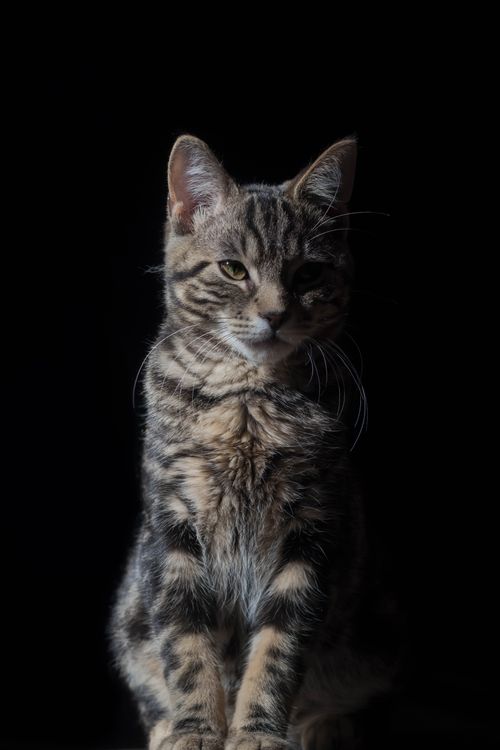 Free Close-up of a cute tabby cat in a dark setting with dramatic lighting. Stock Photo