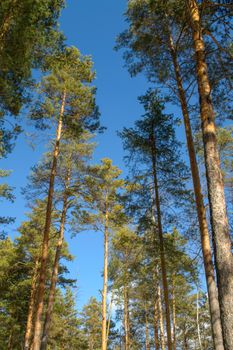 Upward view of tall pine trees with a clear blue sky, evoking tranquility and natural beauty.