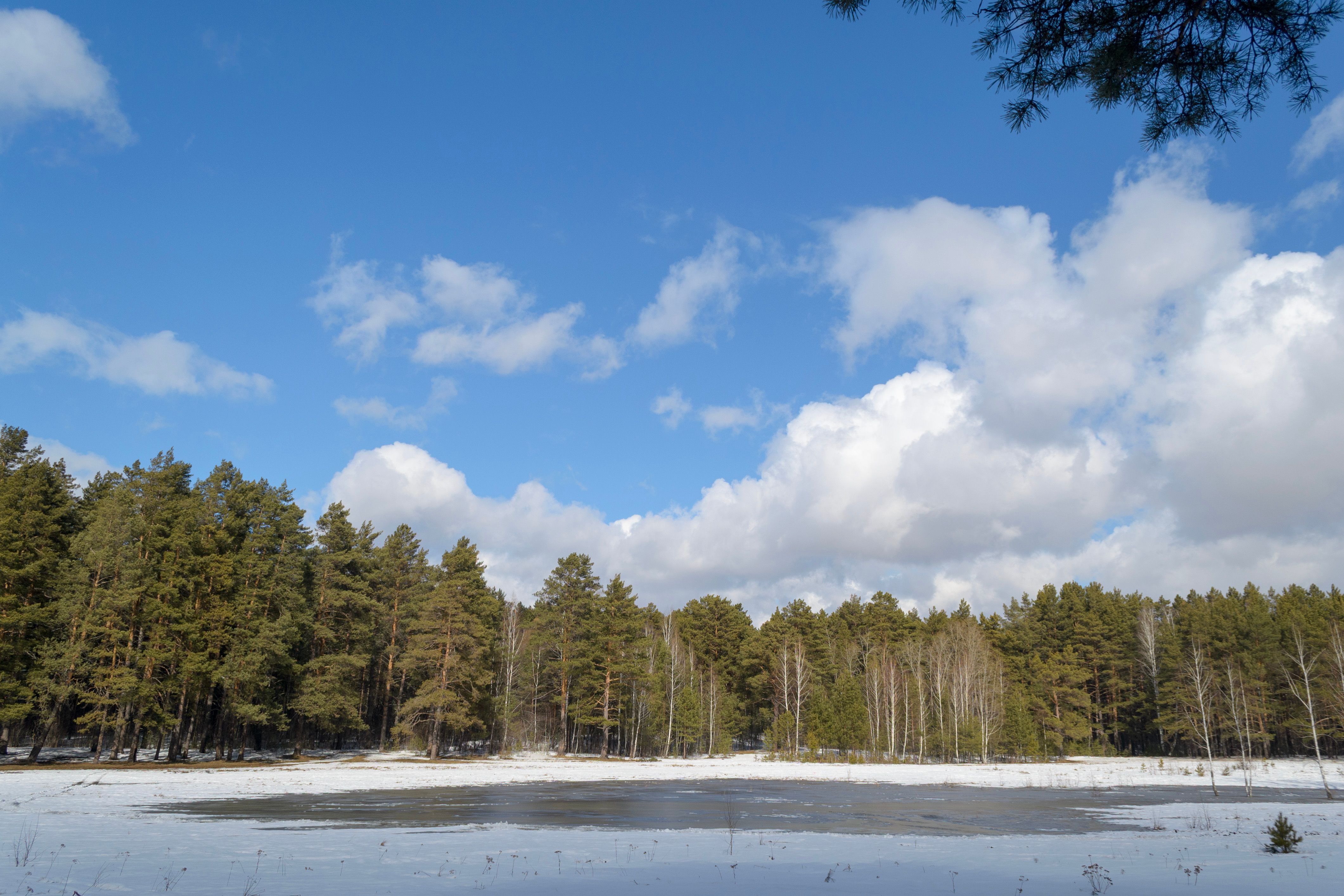 gratis Een rustig besneeuwd boslandschap met een helderblauwe lucht en donzige wolken. Stockfoto