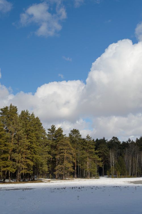 Free Tranquil snow-covered forest with pine trees and fluffy clouds in a bright blue sky. Stock Photo