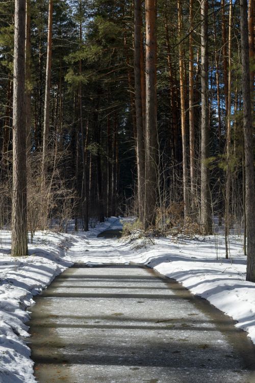 Free Tranquil forest pathway covered with snow under the bright spring sun. Stock Photo