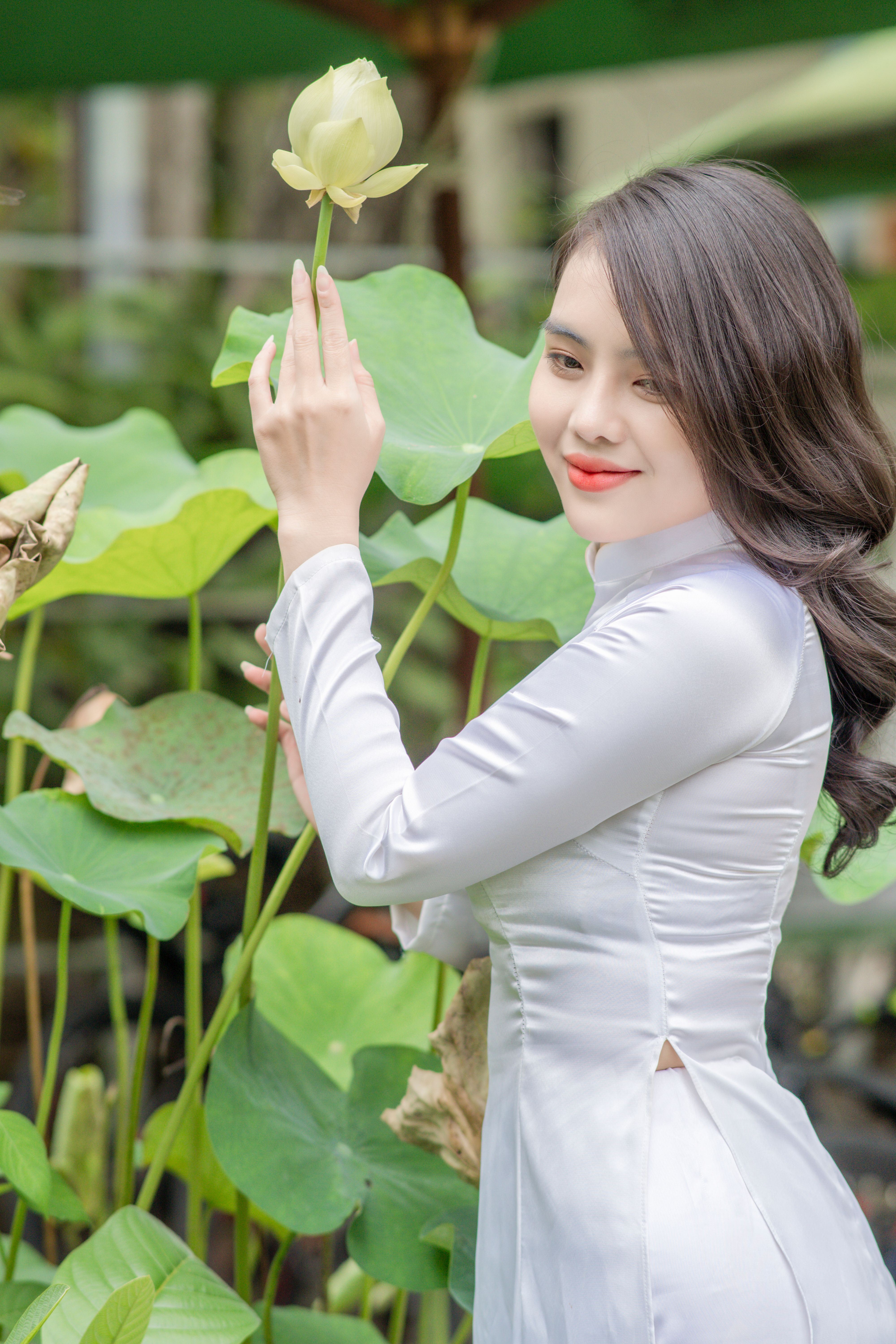 Woman in white traditional Ao Dai gently holding a lotus flower amidst lush green leaves.
