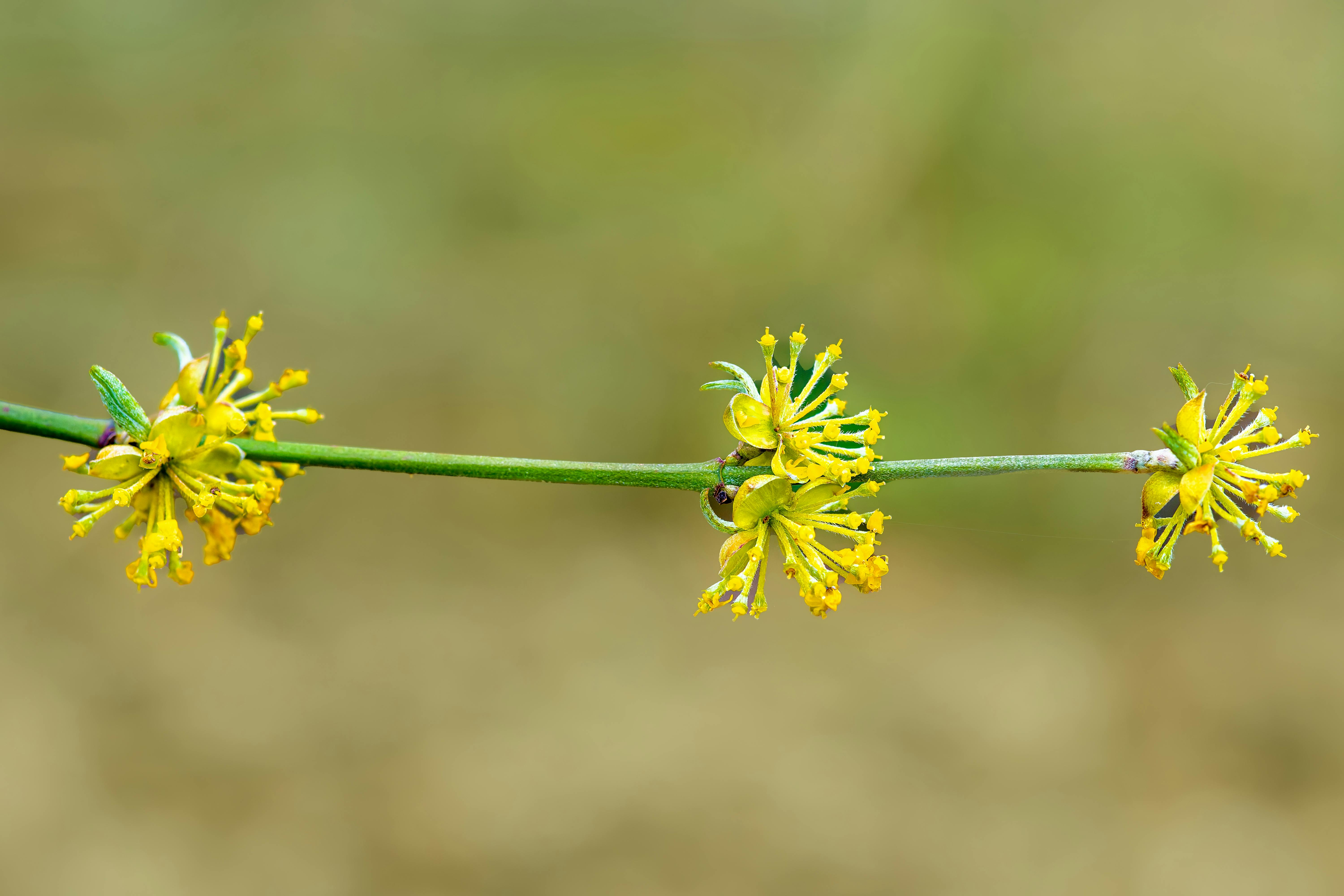 Kornelkirsche, die deinen Garten belebt – hast du den Zauber der essbaren Kornelkirsche schon entdeckt?