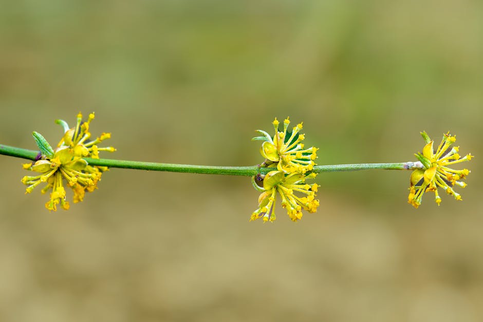 Kornelkirsche, die deinen Garten belebt – hast du den Zauber der essbaren Kornelkirsche schon entdeckt?
