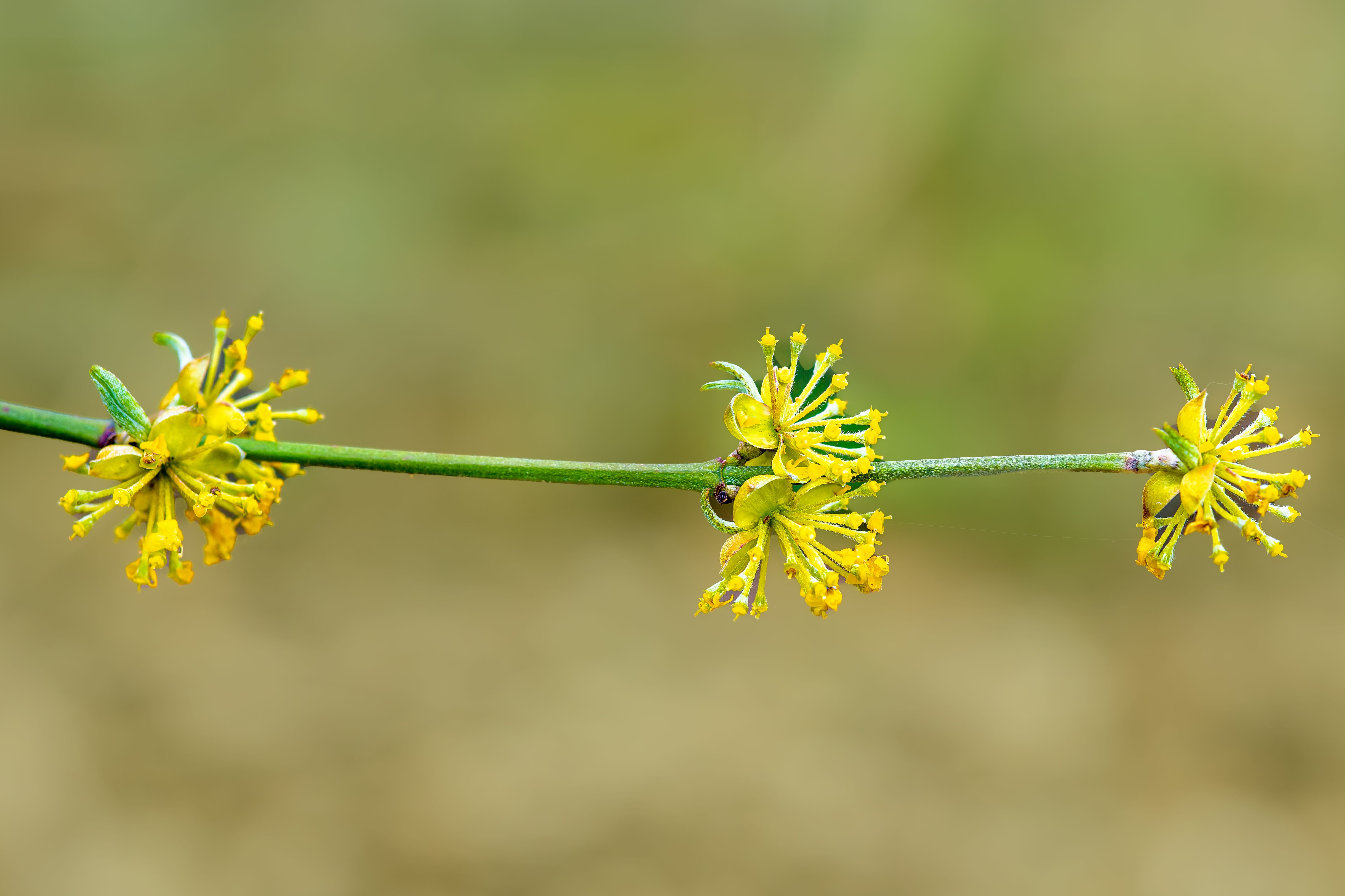 Close-Up of Cornus Mas Blossom on Spring Day · Free Stock Photo