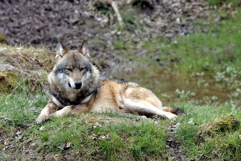 Gray wolf