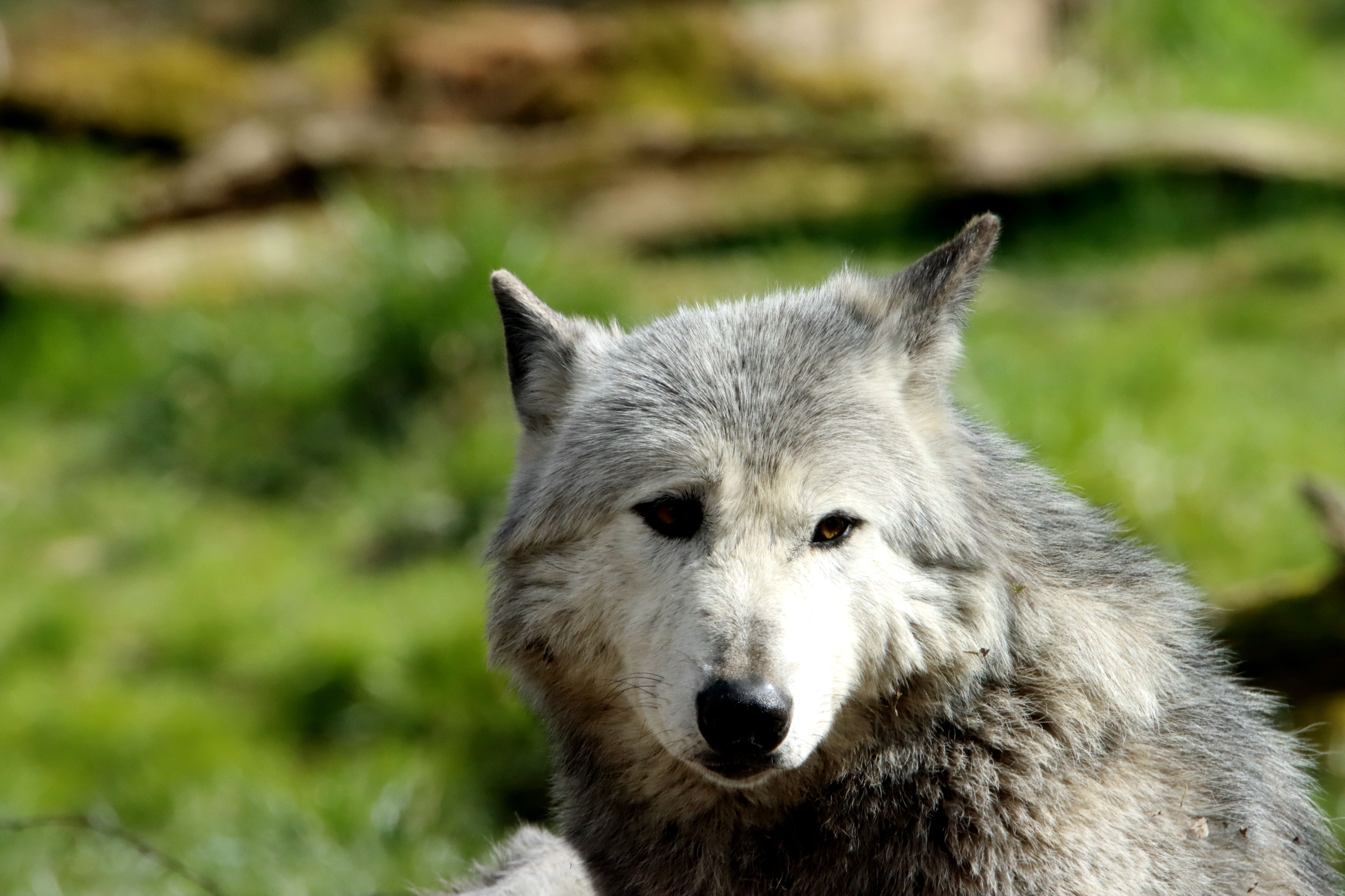 wolf symbolize native american