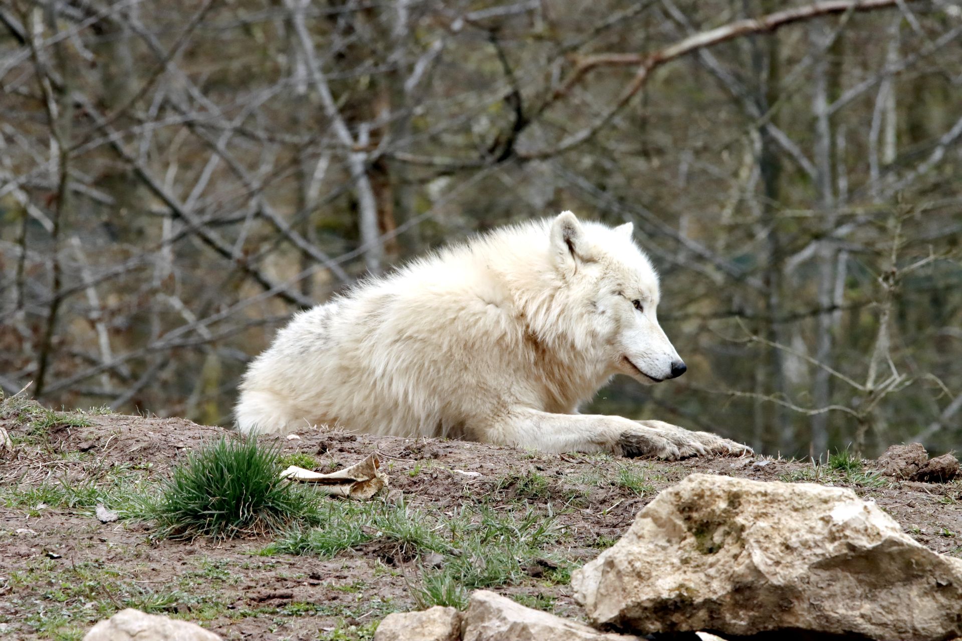 An Arctic wolf resting on a hill in a forest setting, showcasing natural wildlife behavior.
