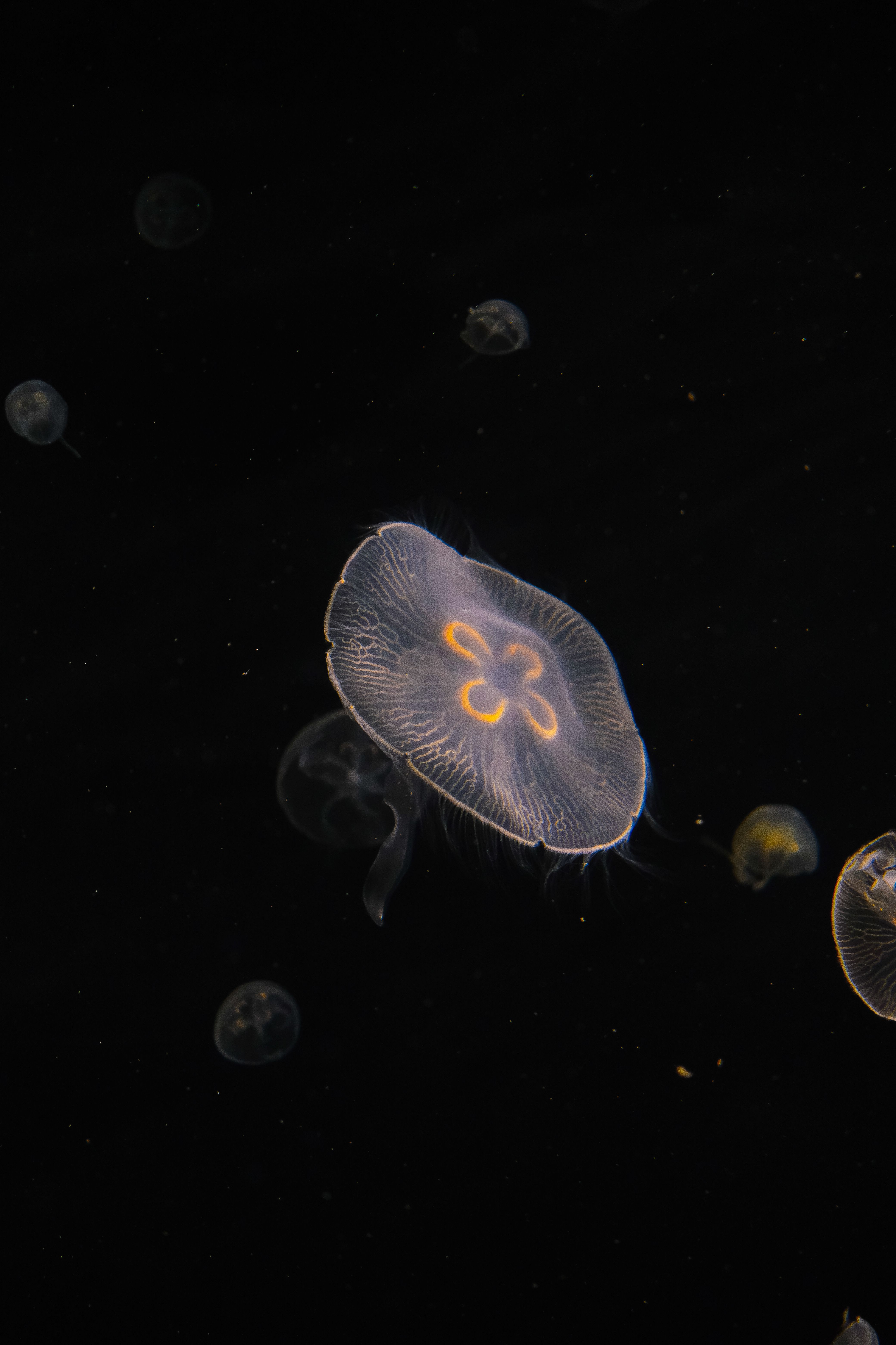 Captivating image of moon jellyfish glowing ethereally in deep dark ocean waters.