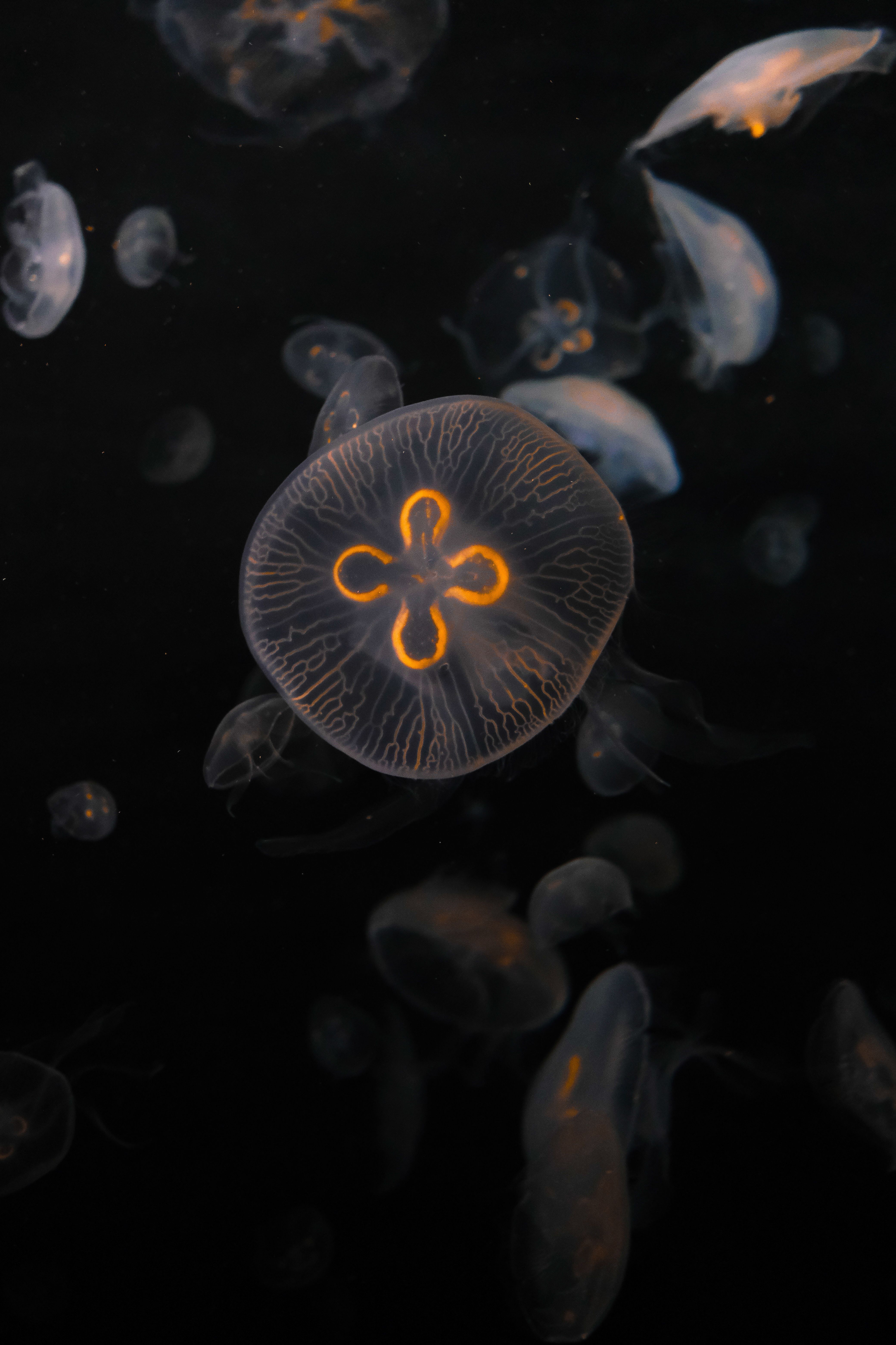 Ethereal jellyfish drifting in dark waters, showcasing glowing bioluminescence.
