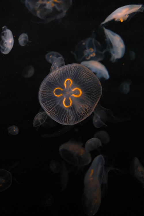 Free Ethereal jellyfish drifting in dark waters, showcasing glowing bioluminescence. Stock Photo