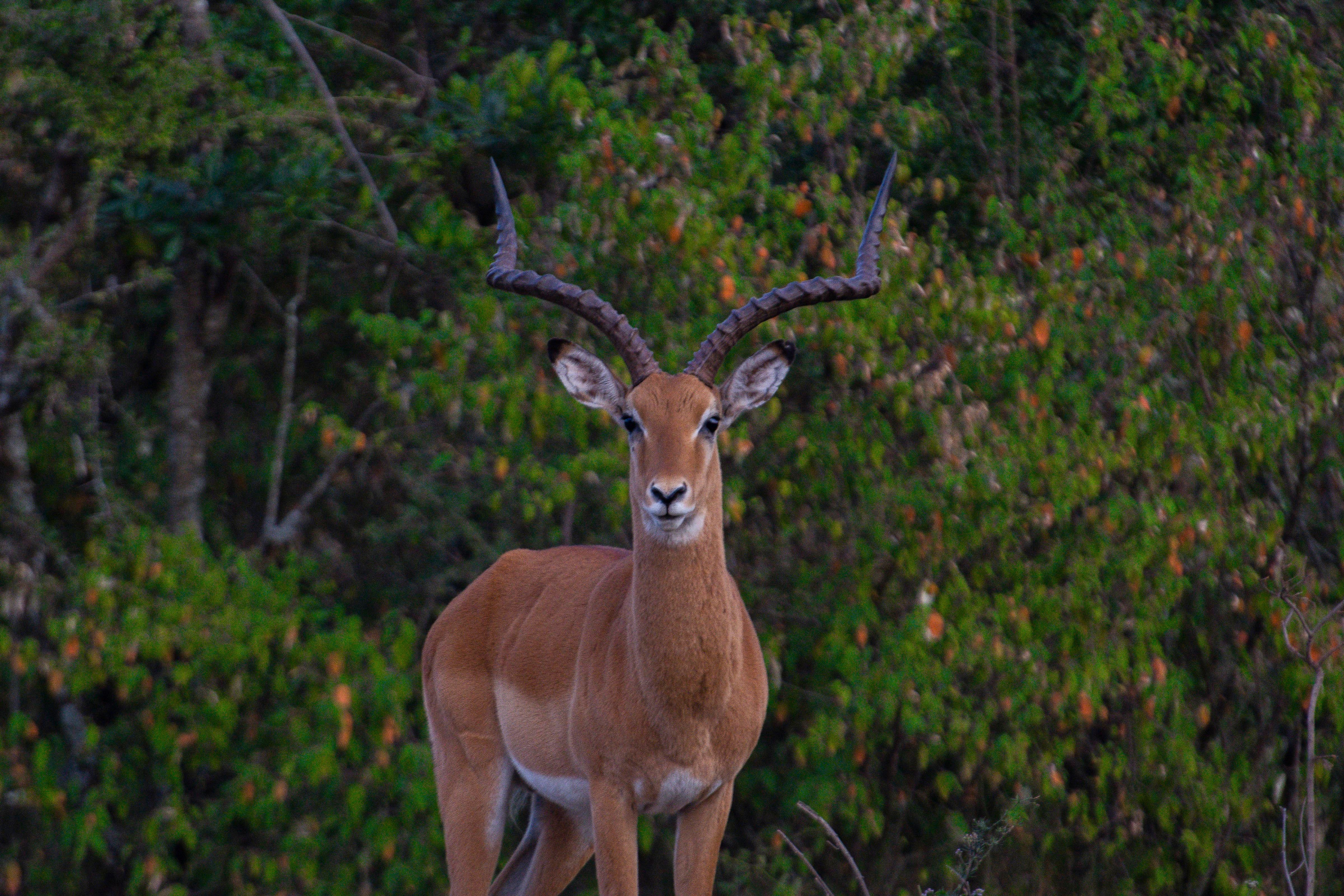 Majestic Impala in Natural Habitat · Free Stock Photo