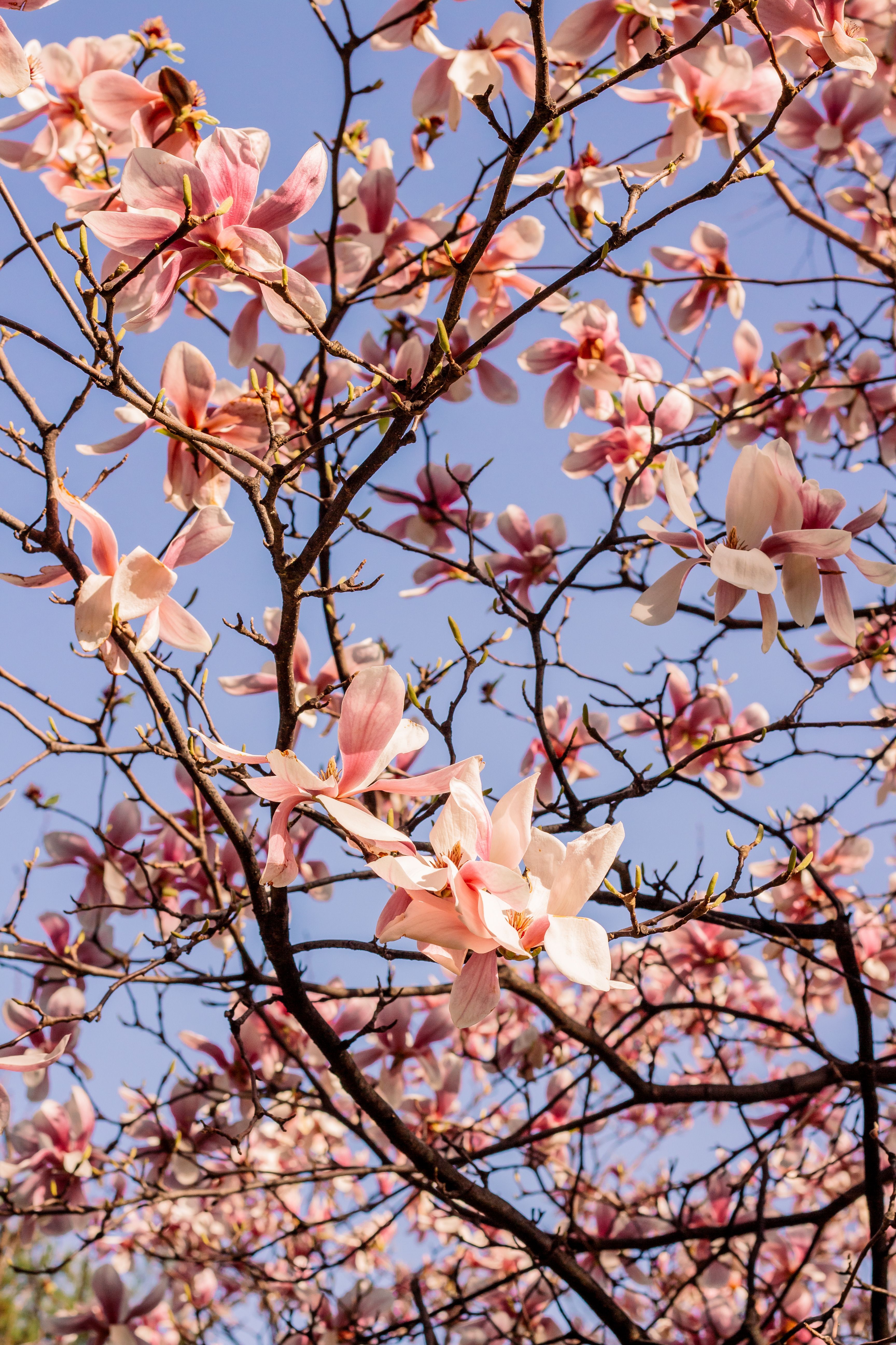 Blooming Magnolia Tree Against Clear Blue Sky · Free Stock Photo