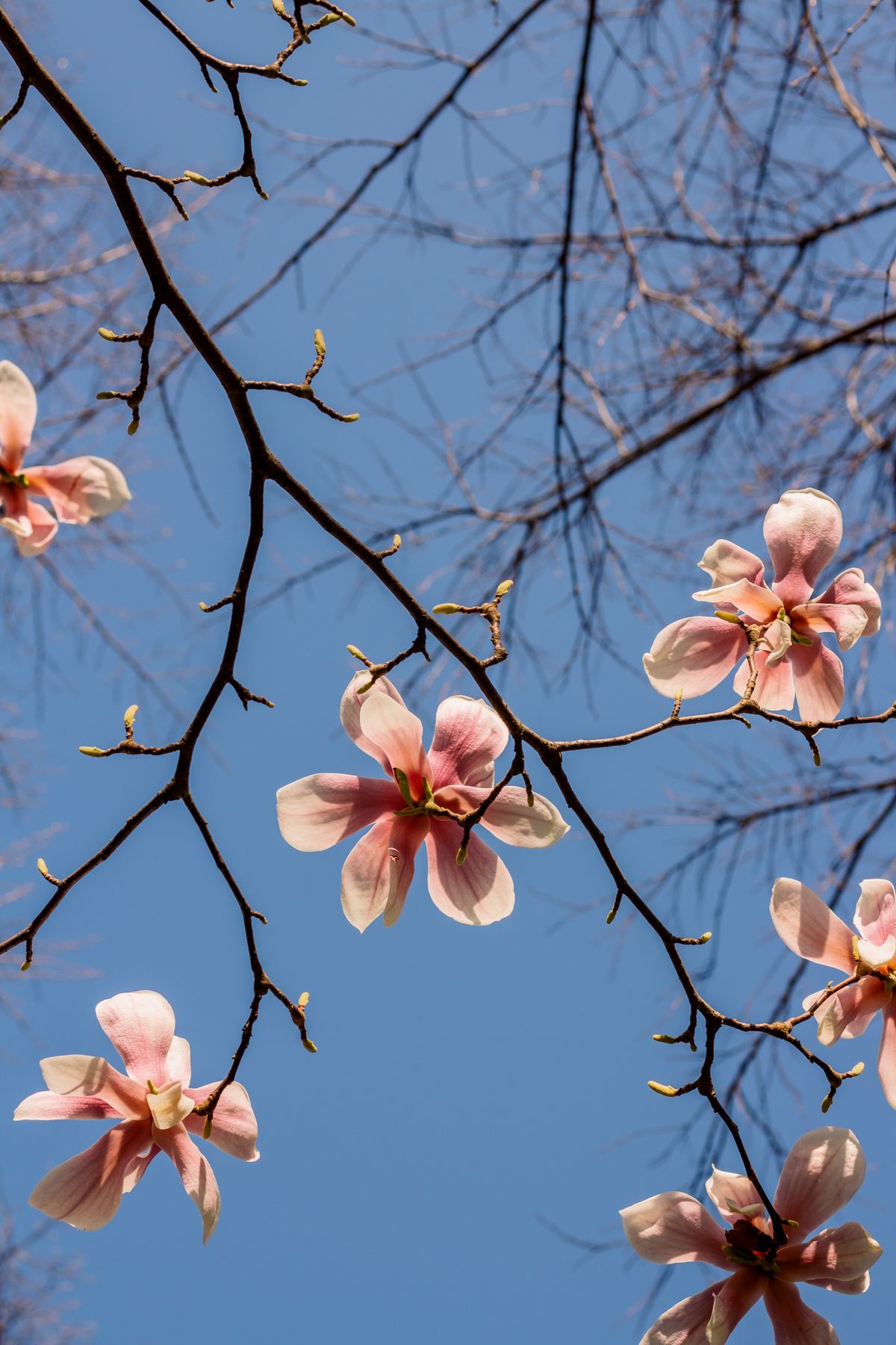 Pink magnolia flowers open on bare branches against a clear blue sky in early spring