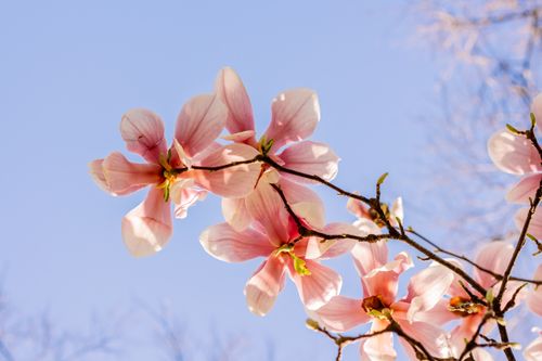 Free Close-up of pink magnolia flowers blooming against a clear blue sky, capturing the essence of spring. Stock Photo