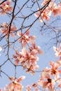 Beautiful Blooming Magnolia Branches in Spring