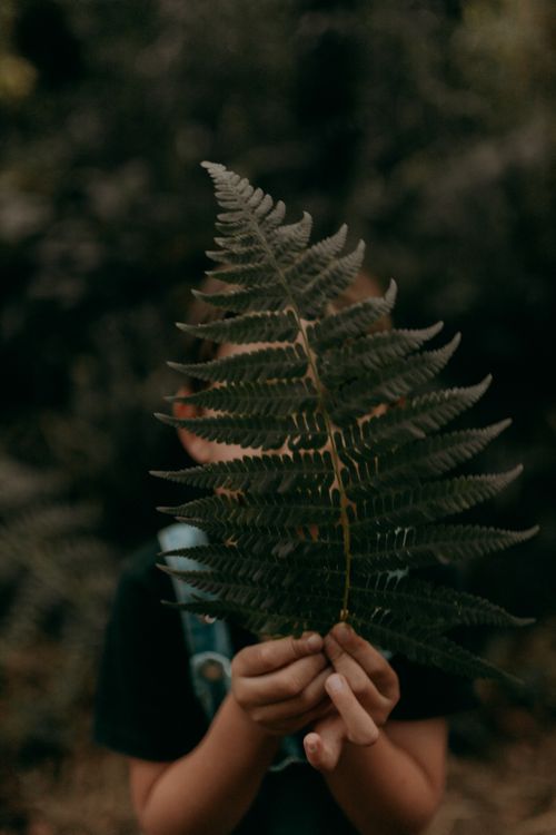 Free A child holding a large fern leaf in a dense, green forest environment. Stock Photo