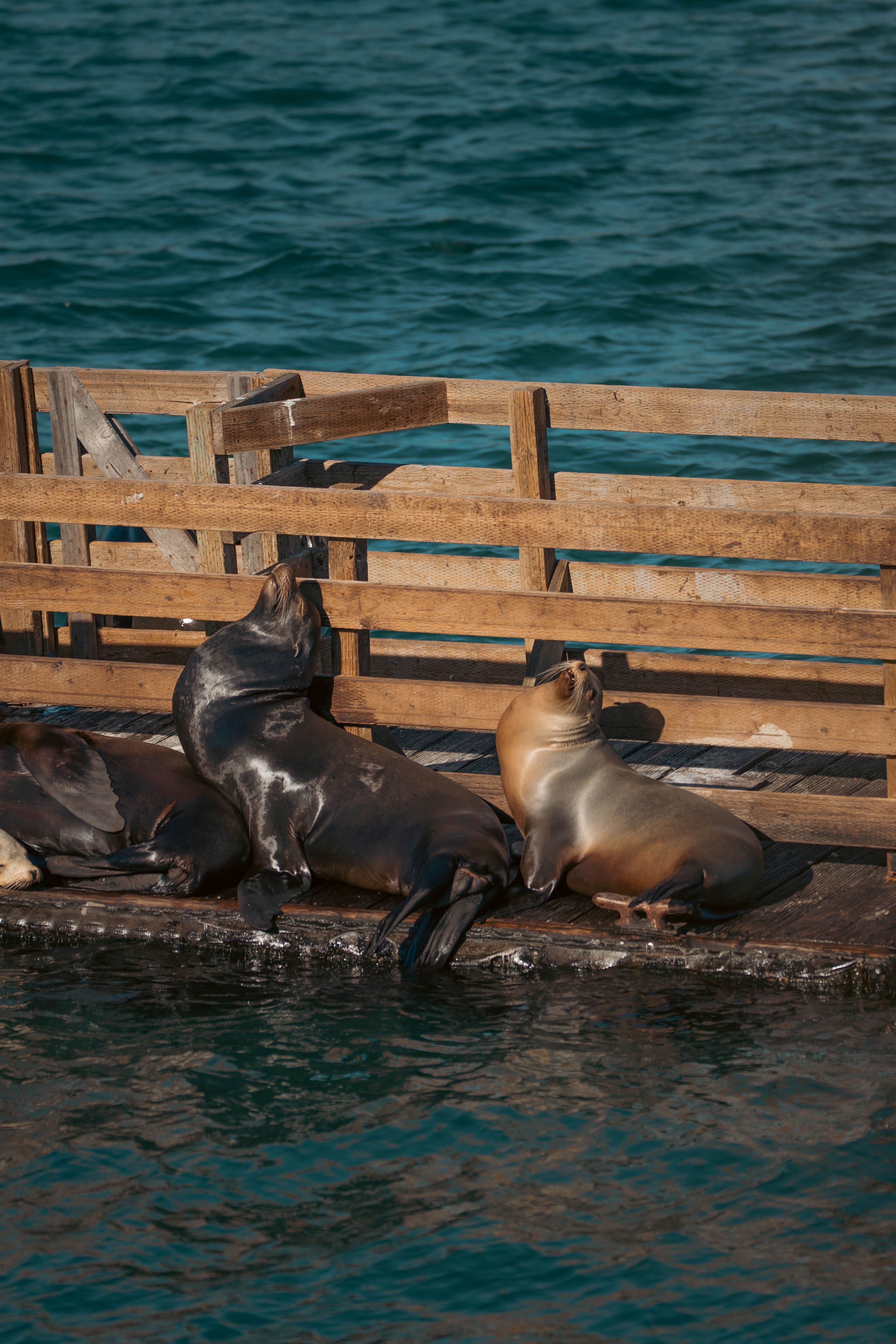 Group of sea lions basking in the sun on a wooden dock by the ocean.