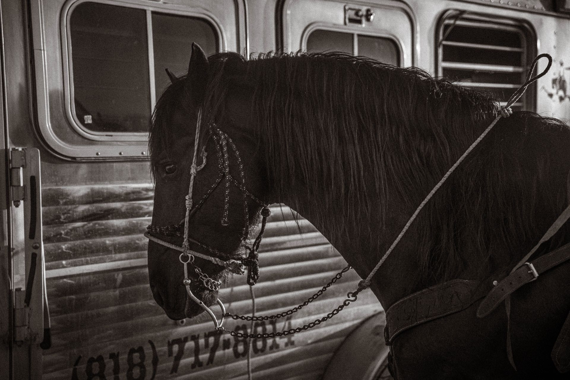 Artistic black and white photo of a horse standing beside a metallic trailer, showcasing its detailed bridle.