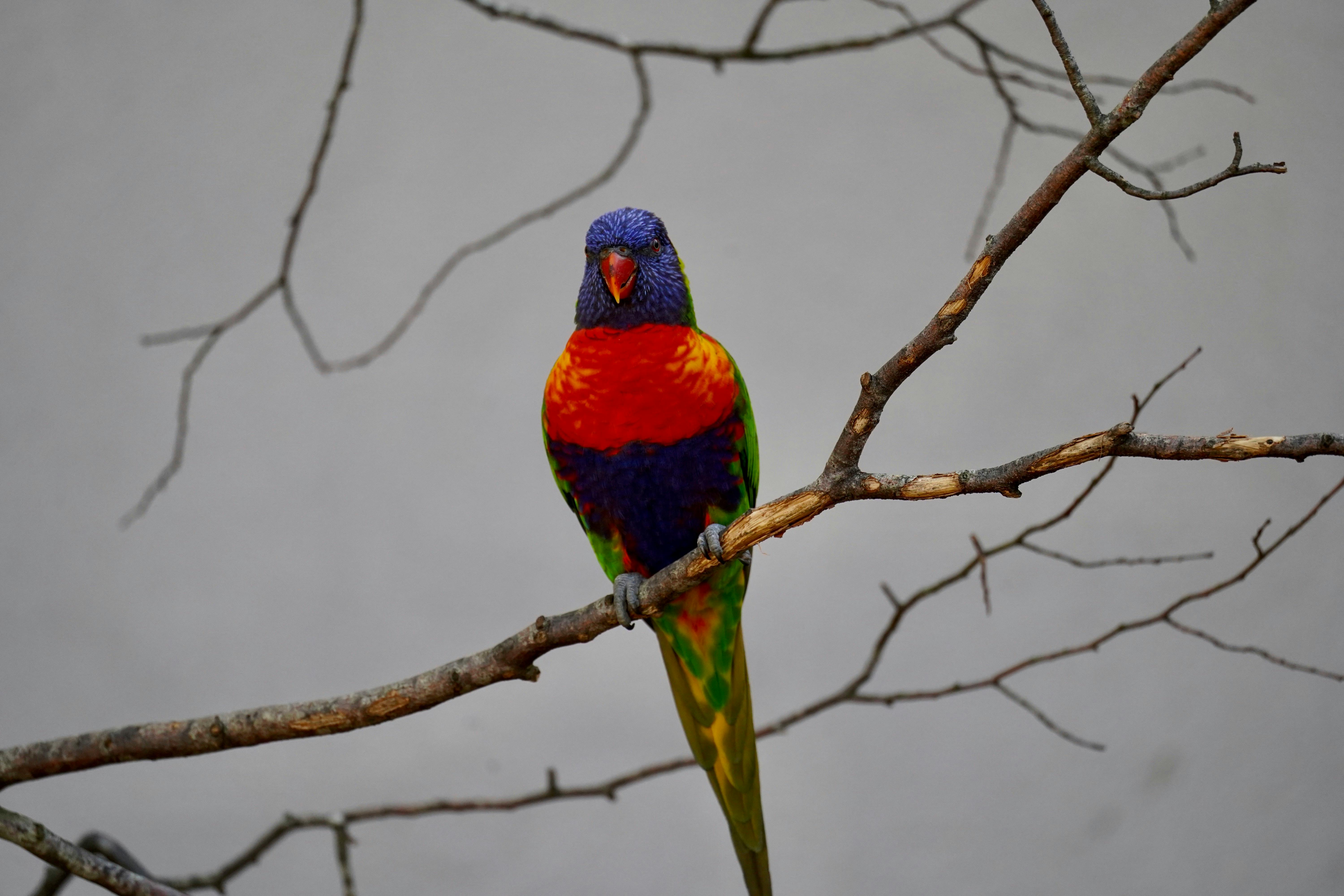 Vibrant rainbow lorikeet perched on a bare branch, showcasing vivid plumage.
