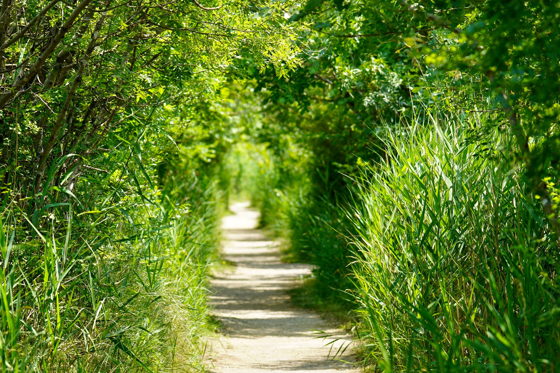 Sunlit Forest Path in Lush Green Foliage · Free Stock Photo