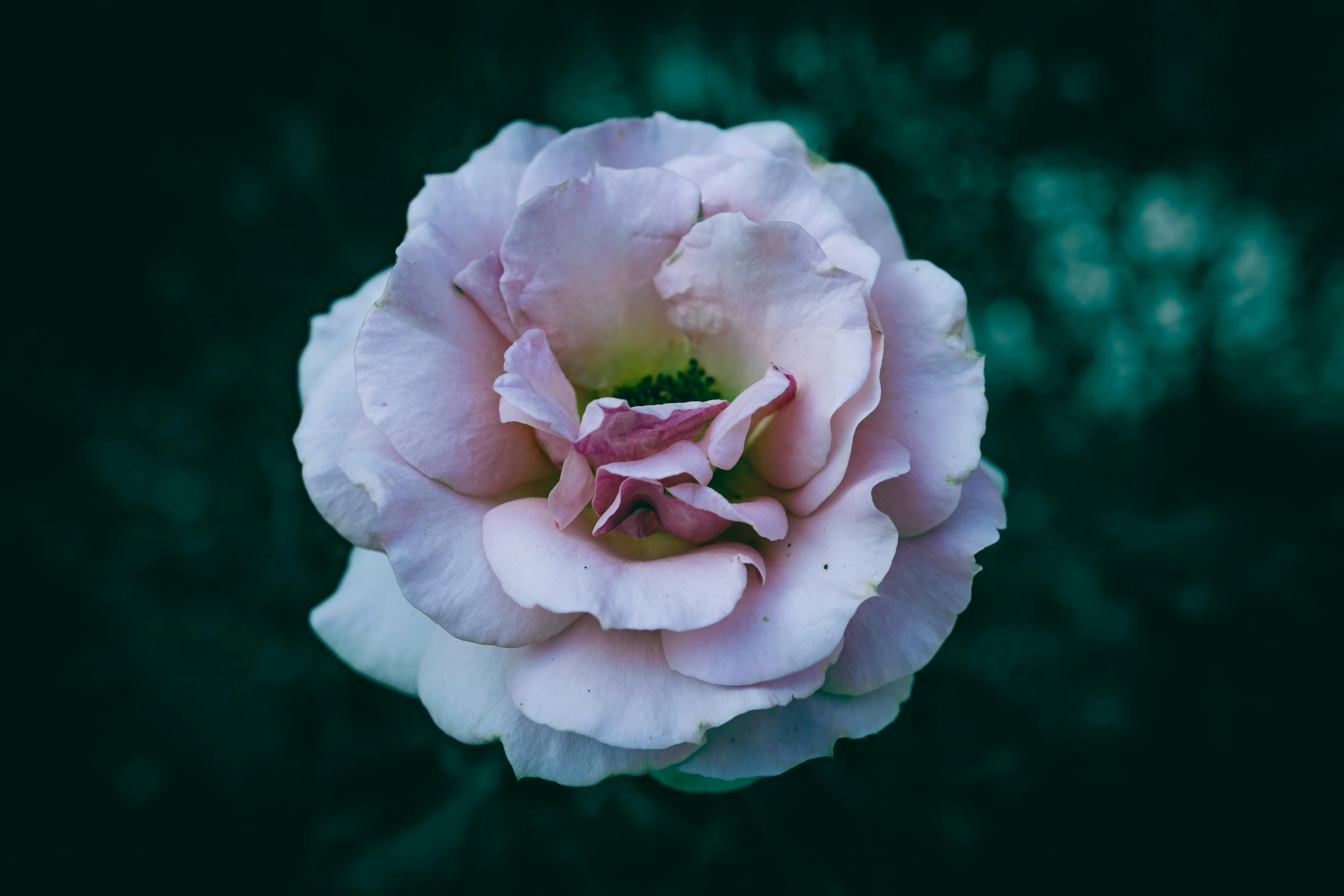 Dark Fantsay Background Photos, Download The BEST Free Dark Fantsay