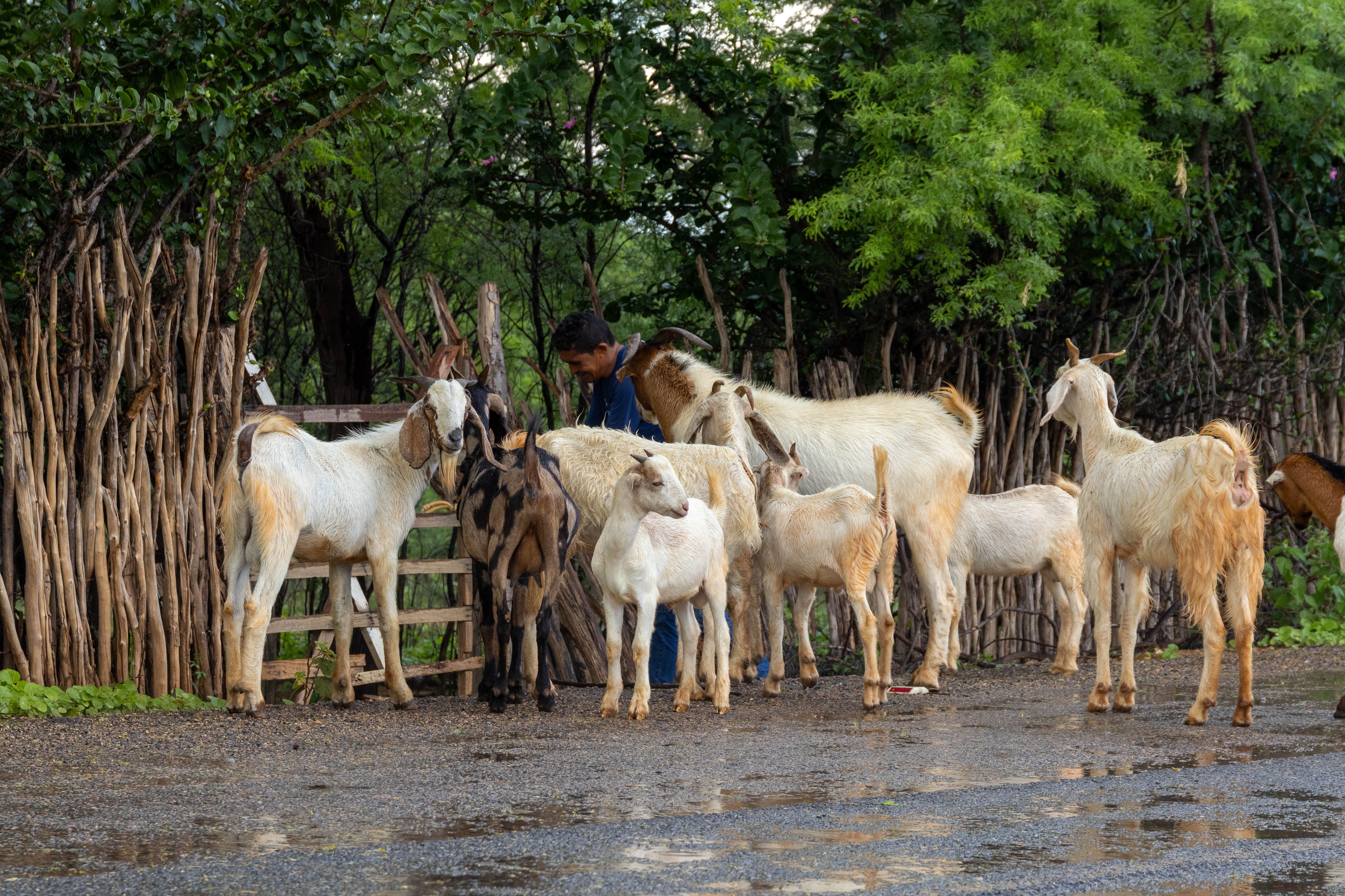 Young Farmer with Goats in Rural Brazil · Free Stock Photo