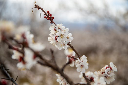 Delicate cherry blossoms in full bloom during spring. Perfect for nature and floral themes.