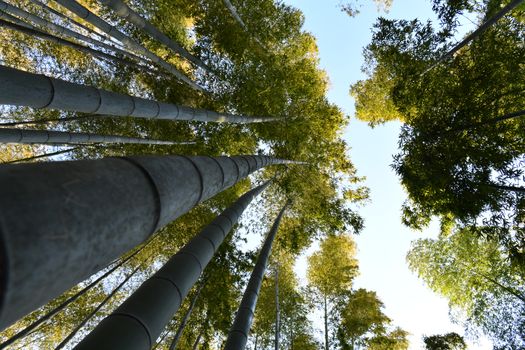 Wald & Blau im Anime-Look – Digitales Kunstwerk