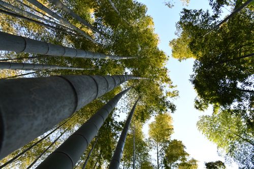 Free A serene upward view of a lush bamboo forest under clear blue skies. Stock Photo