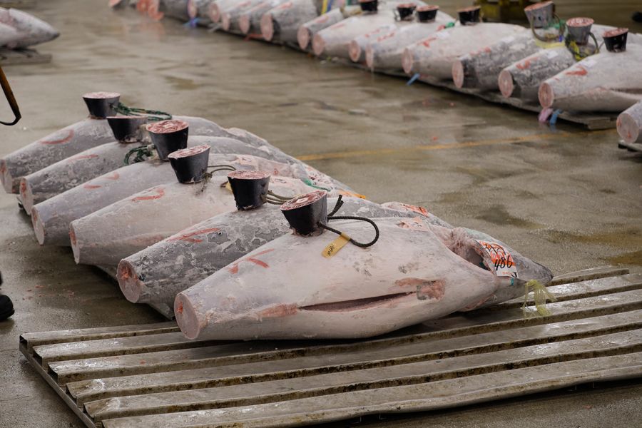 Whole frozen tuna lined up for grading at a wholesale market